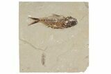 2.9" Cretaceous Fossil Fish (Armigatus) and Shrimp - Lebanon - #200628-1